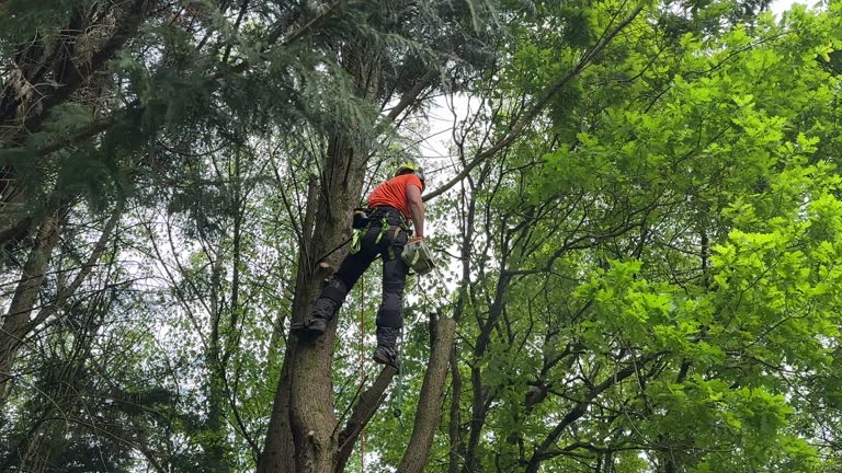 Best Lot and Land Clearing  in Kenilworth, NJ