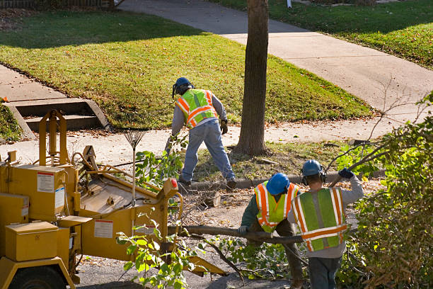 How Our Tree Care Process Works  in Kenilworth, NJ